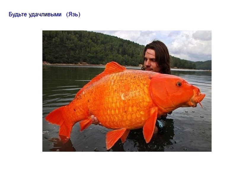 Будьте удачливыми  (Язь)